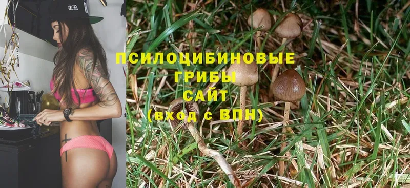 Псилоцибиновые грибы Cubensis  где купить   мега tor  Нягань 